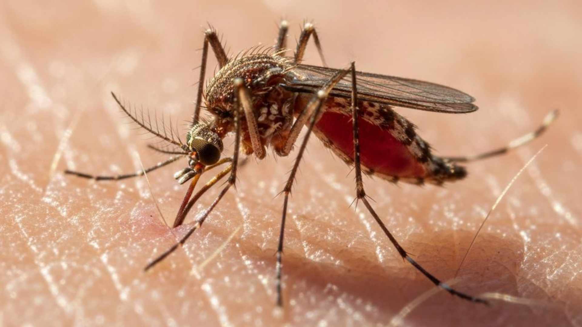 mosquito 